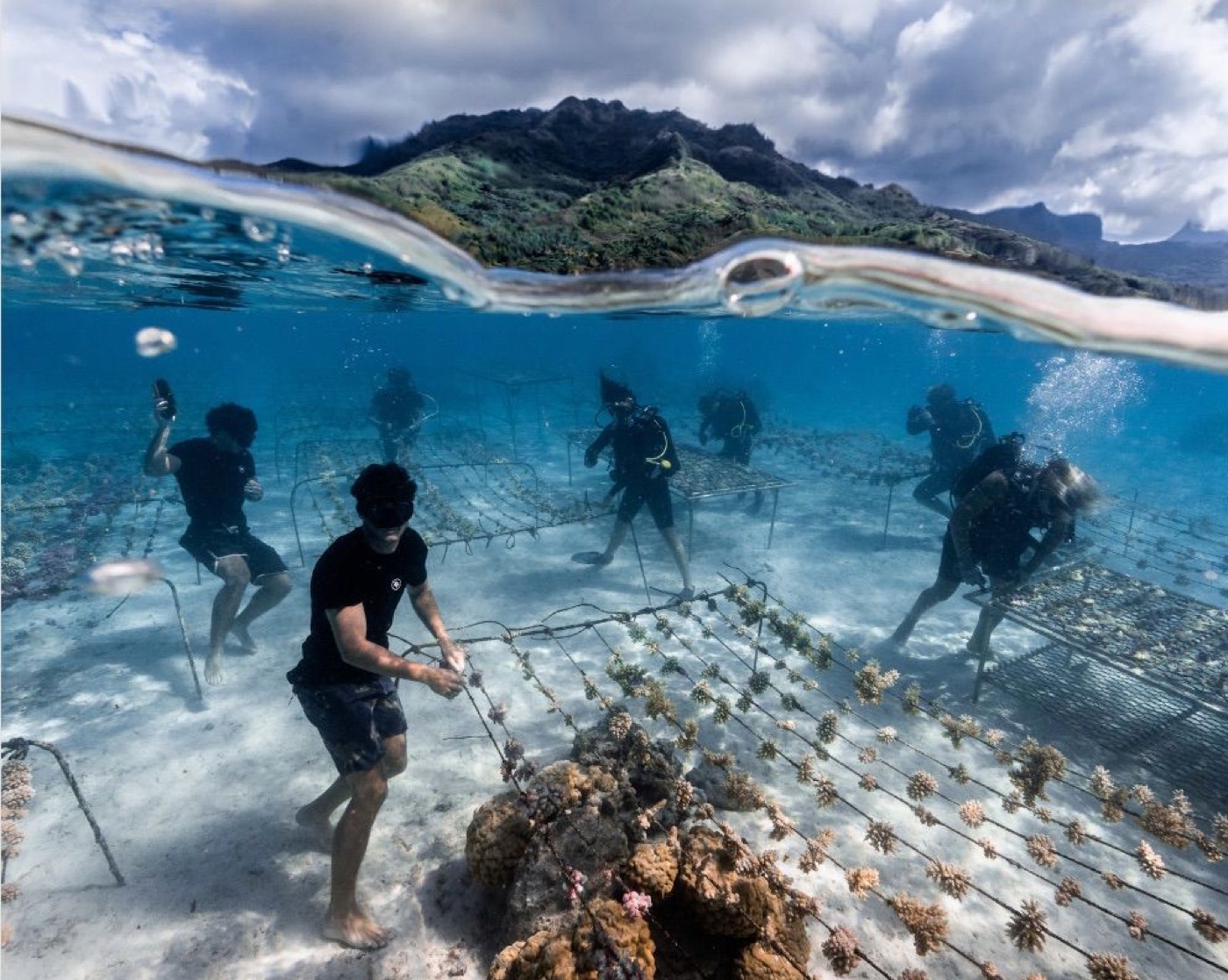 Restore Corals in Fiji programme photo