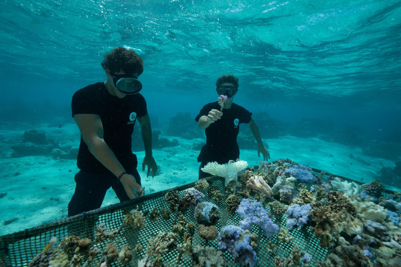Restore Corals in Fiji programme photo