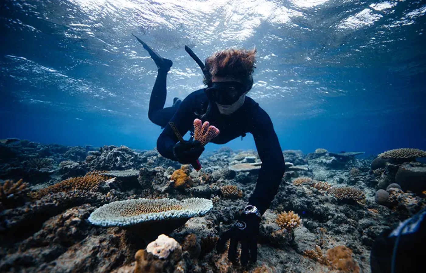 Restore Corals in Fiji programme photo