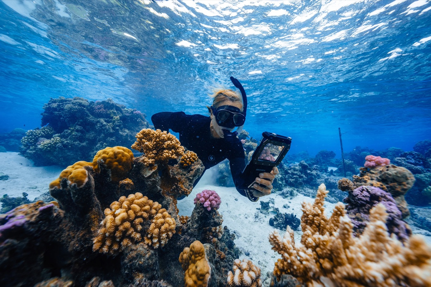 Restore Corals in French Polynesia programme photo