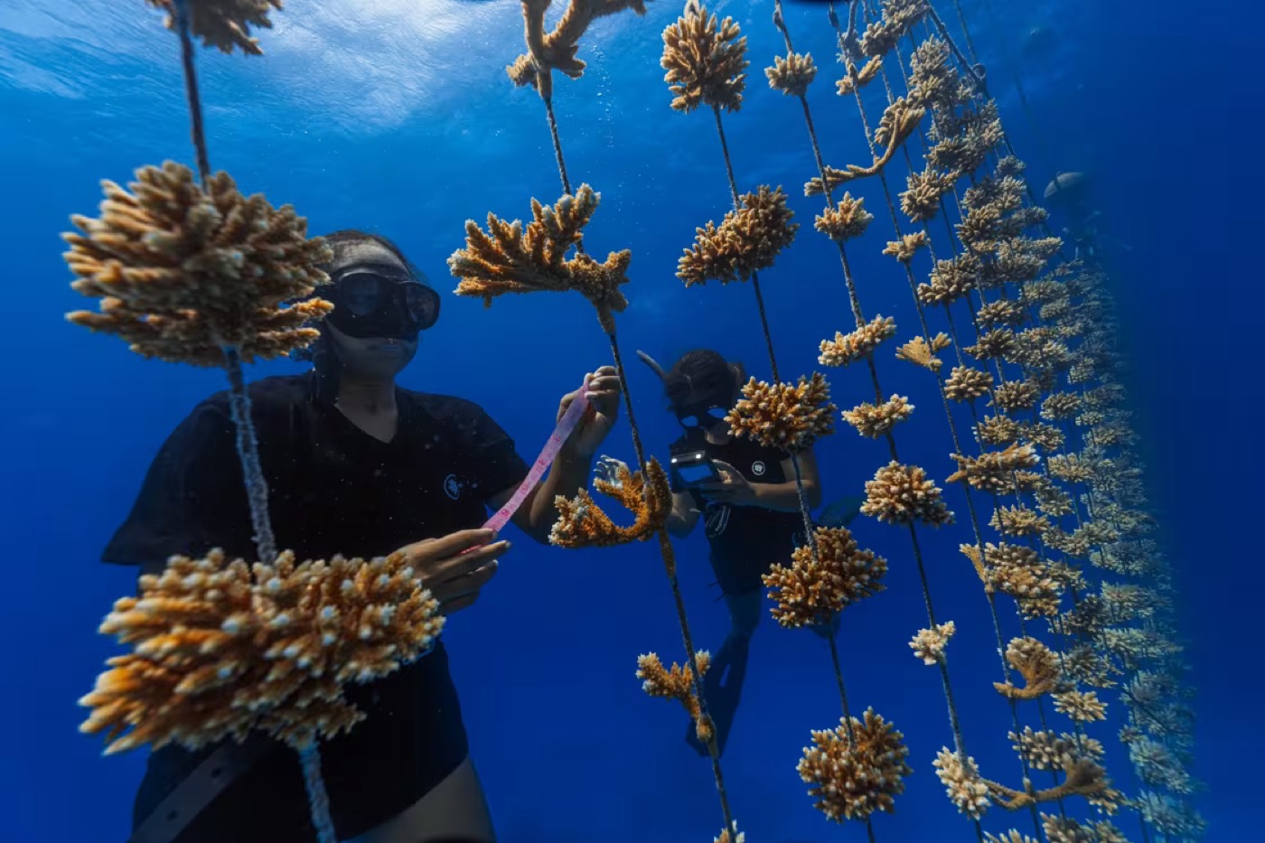 Restore Corals in French Polynesia programme photo