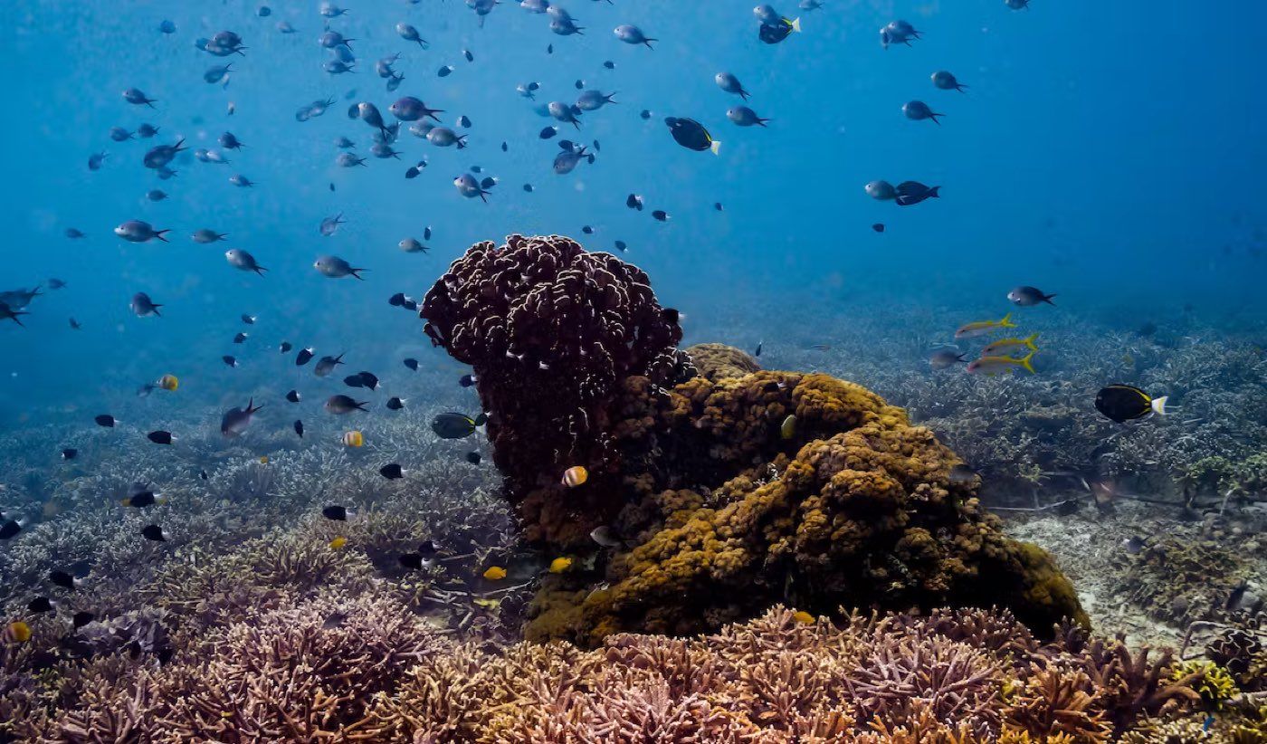 Wilder Reefs programme photo
