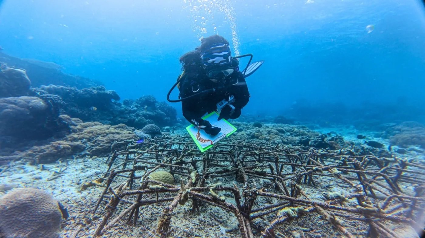 Wilder Reefs programme photo