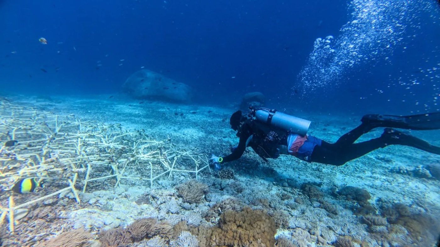 Wilder Reefs programme photo