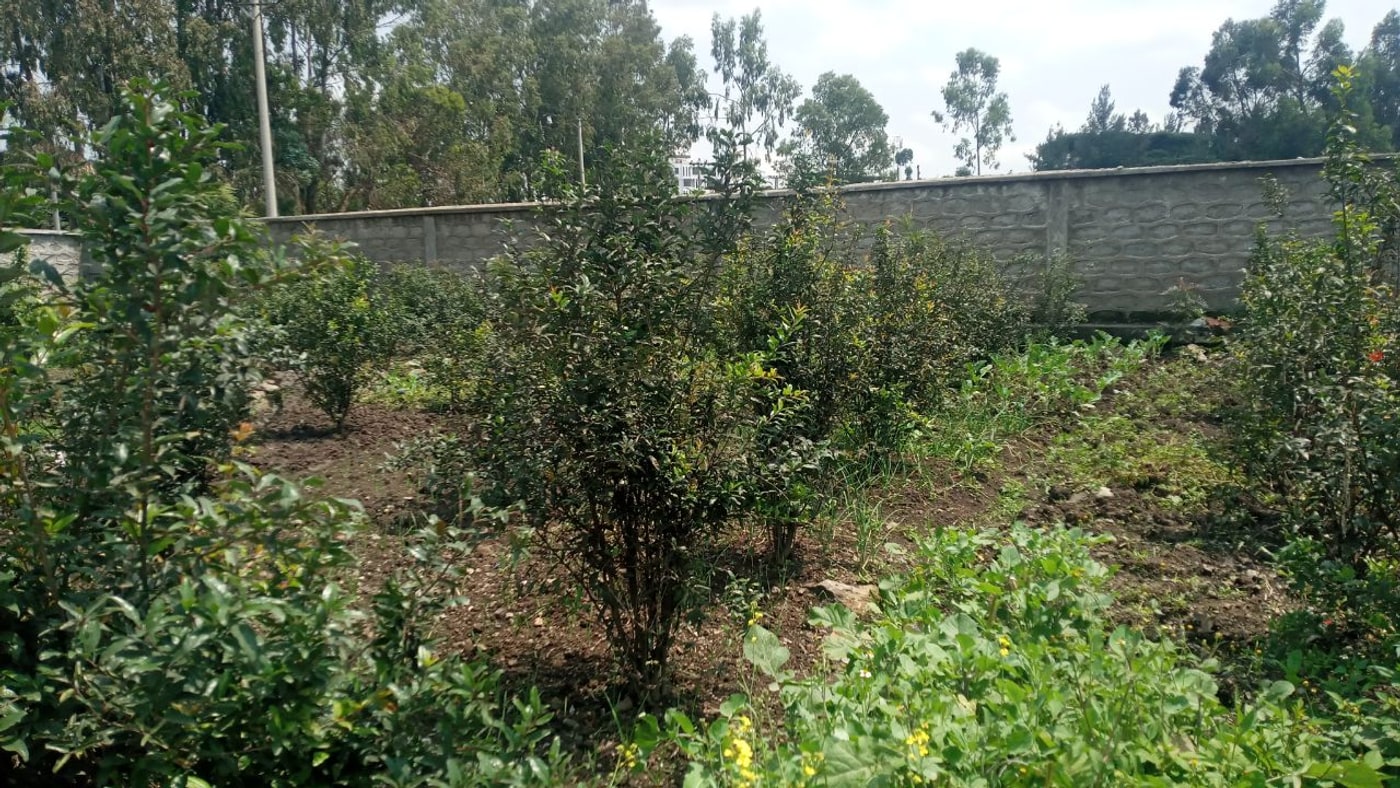 Food Secured Schools Africa (FSSA) programme photo