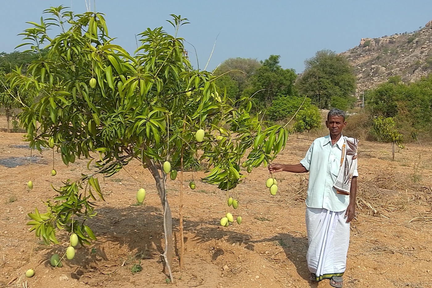 Kesar Mango Plantation Programme programme photo