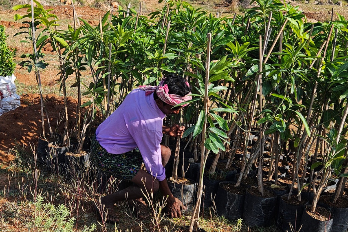 Kesar Mango Plantation Programme programme photo