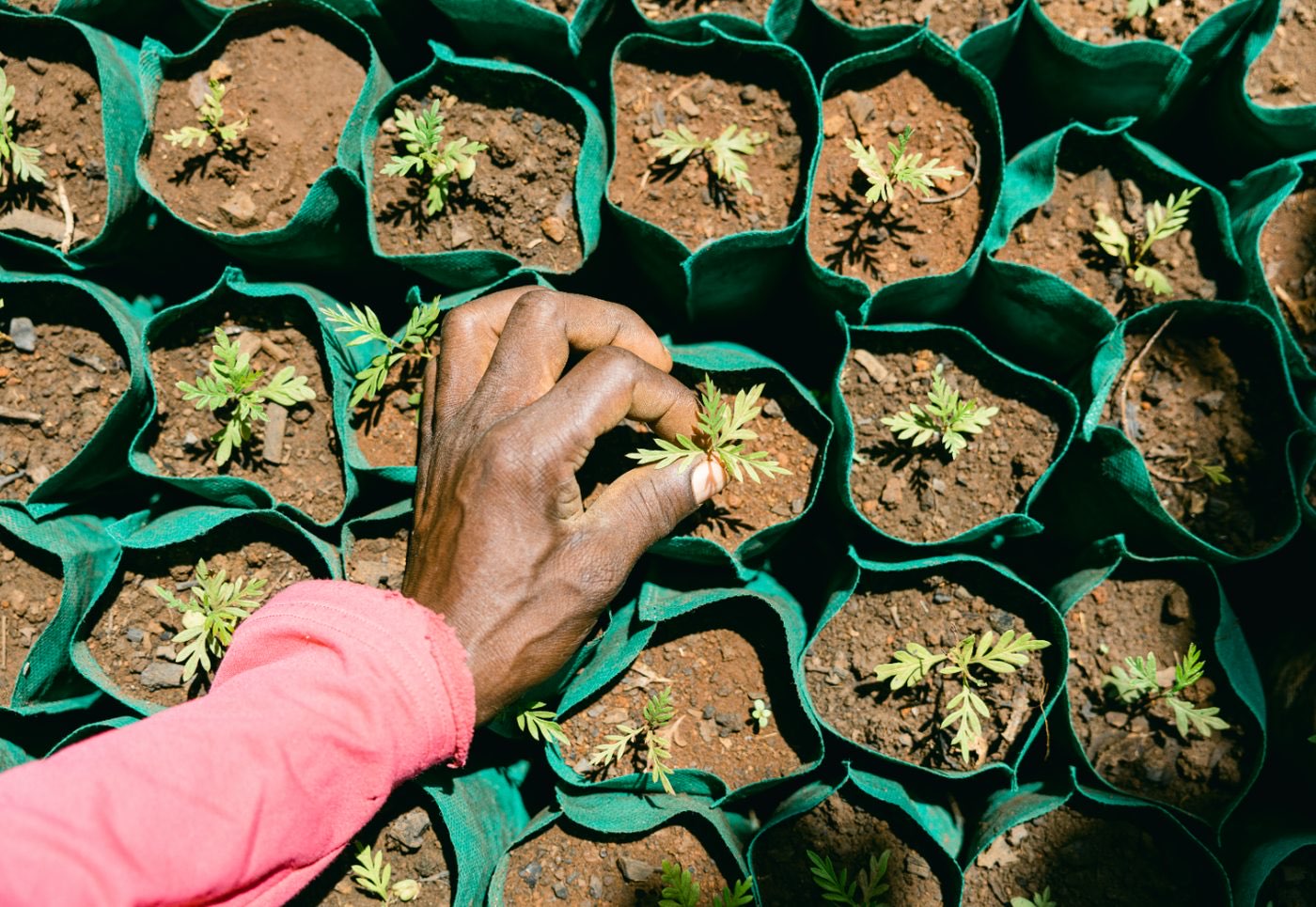 Forest Garden Program programme photo