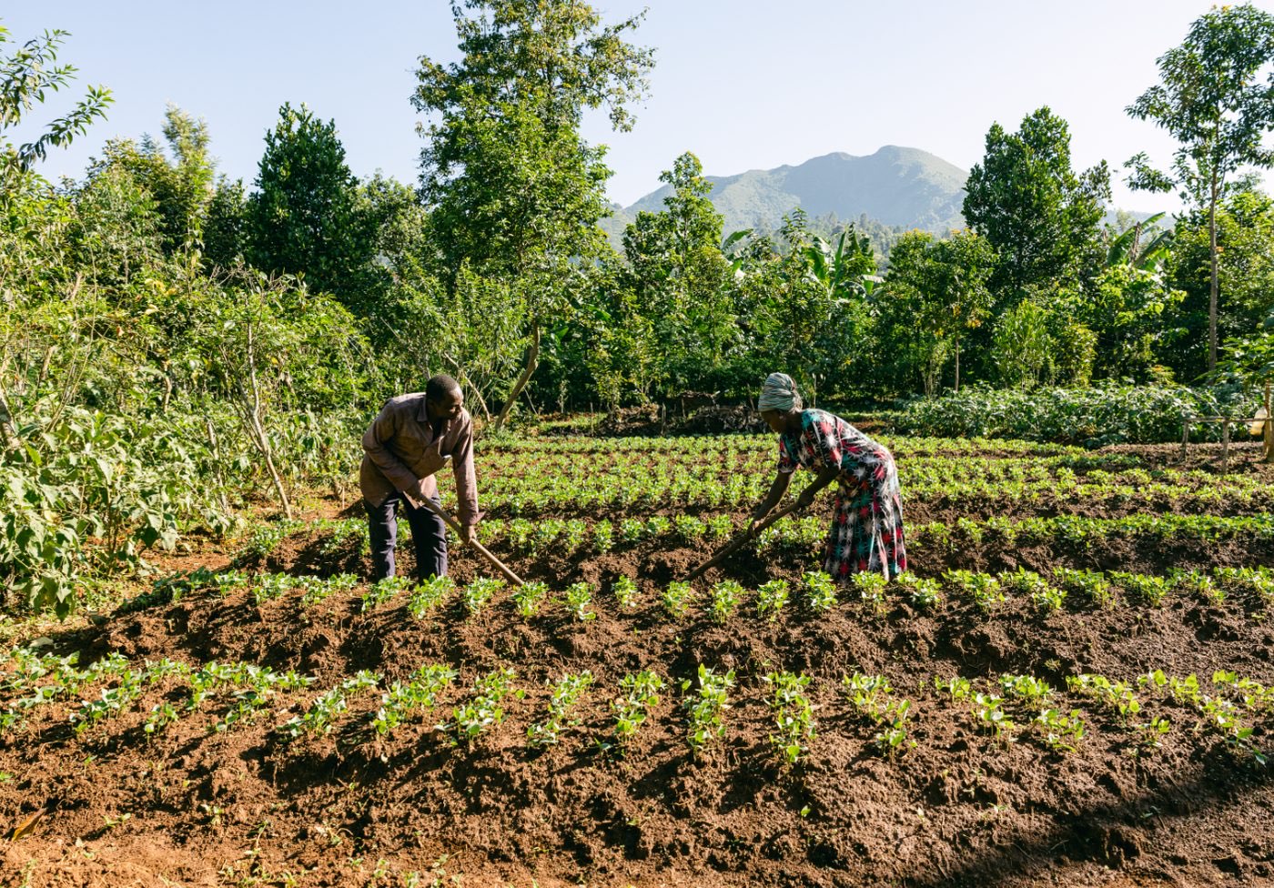 African Union's Great Green Wall (GGW) programme photo