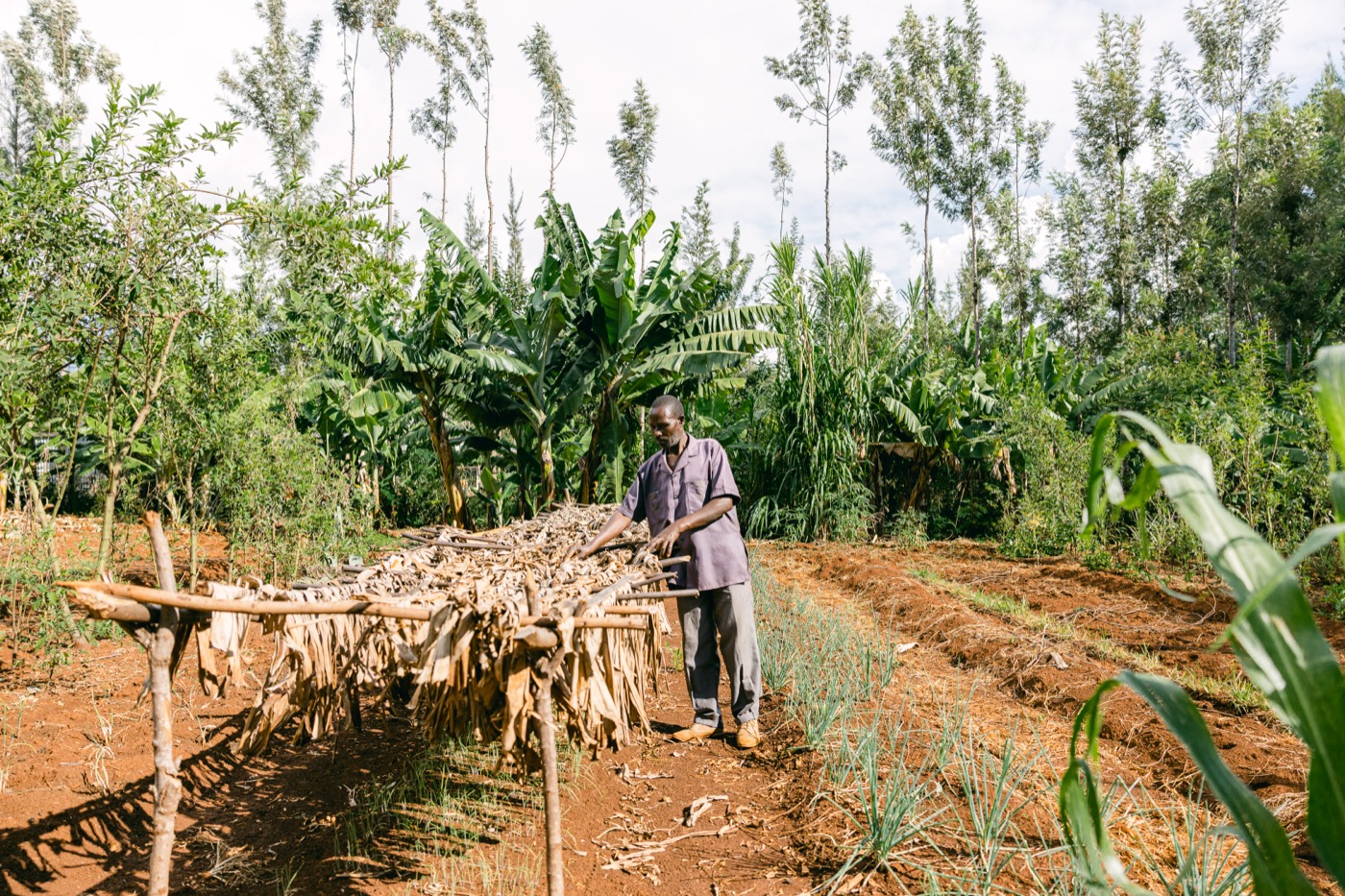 Forest Gardens in Tanzania programme photo